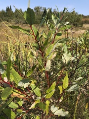 Salix pyrifolia