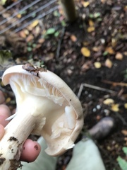 Clitocybe nebularis