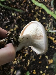 Clitocybe nebularis