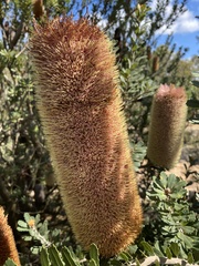 Banksia integrifolia