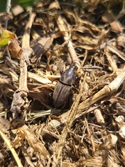 Sphenophorus coesifrons