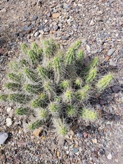 Echinocereus enneacanthus enneacanthus