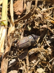 Sphenophorus coesifrons