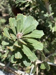 Banksia integrifolia