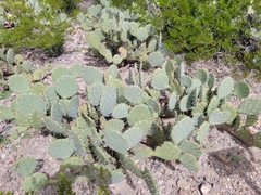 Opuntia engelmannii