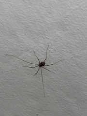 Leuronychus pacificus