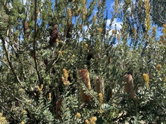Banksia integrifolia