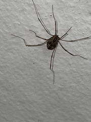 Leuronychus pacificus