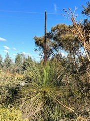 Xanthorrhoea