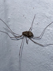 Leuronychus pacificus