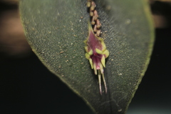 Lepanthes tomentosa