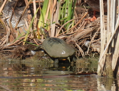 Trachemys scripta elegans