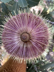Banksia integrifolia