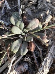 Limonium duriusculum