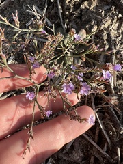 Limonium duriusculum