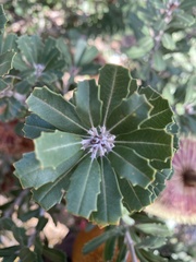 Banksia integrifolia