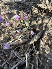 Limonium duriusculum