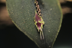 Lepanthes tomentosa