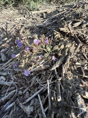 Limonium duriusculum
