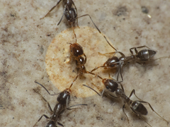 Solenopsis gayi