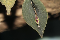 Lepanthes tomentosa