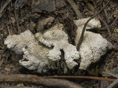Schizophyllineae