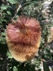 Banksia integrifolia