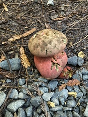 Rubroboletus pulcherrimus