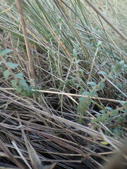 Pimelea villosa