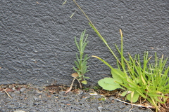 Lavandula