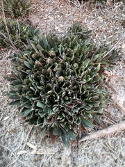 Limonium ramosissimum