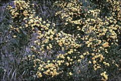 Pultenaea juniperina