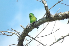 Forpus xanthopterygius