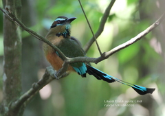 Eumomota superciliosa