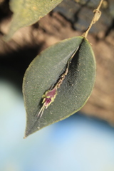 Lepanthes tomentosa