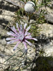 Isopogoninae