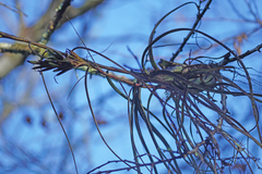 Tillandsia balbisiana