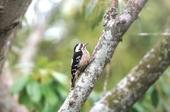 Yungipicus canicapillus