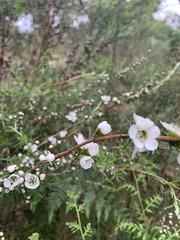 Leptospermum continentale