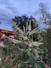 Aloysia