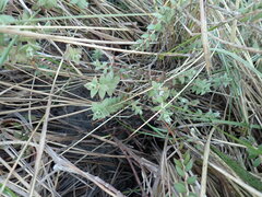 Pimelea villosa