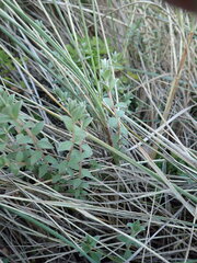 Pimelea villosa