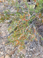 Schaefferia cuneifolia