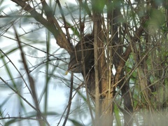 Arremonops rufivirgatus