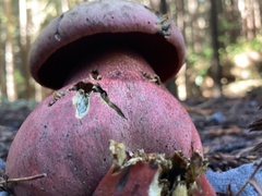 Rubroboletus pulcherrimus