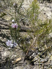 Isopogoninae