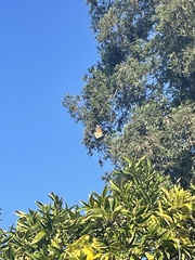 Danaus plexippus