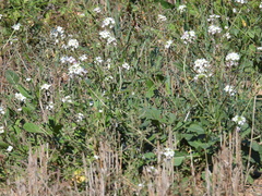 Diplotaxis erucoides