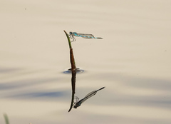 Austrolestes annulosus