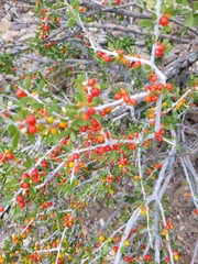 Schaefferia cuneifolia